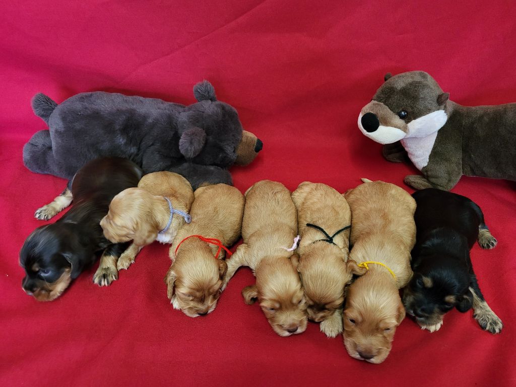du domaine de Std Gladyce - Chiots disponibles - Cocker Spaniel Anglais