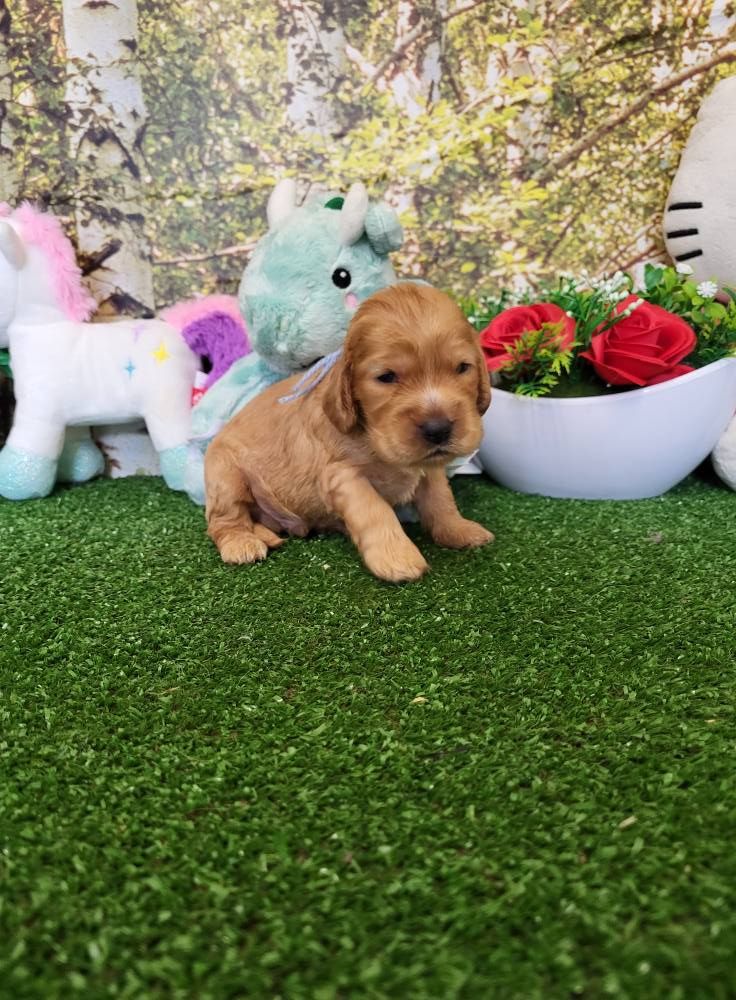 du domaine de Std Gladyce - Chiots disponibles - Cocker Spaniel Anglais