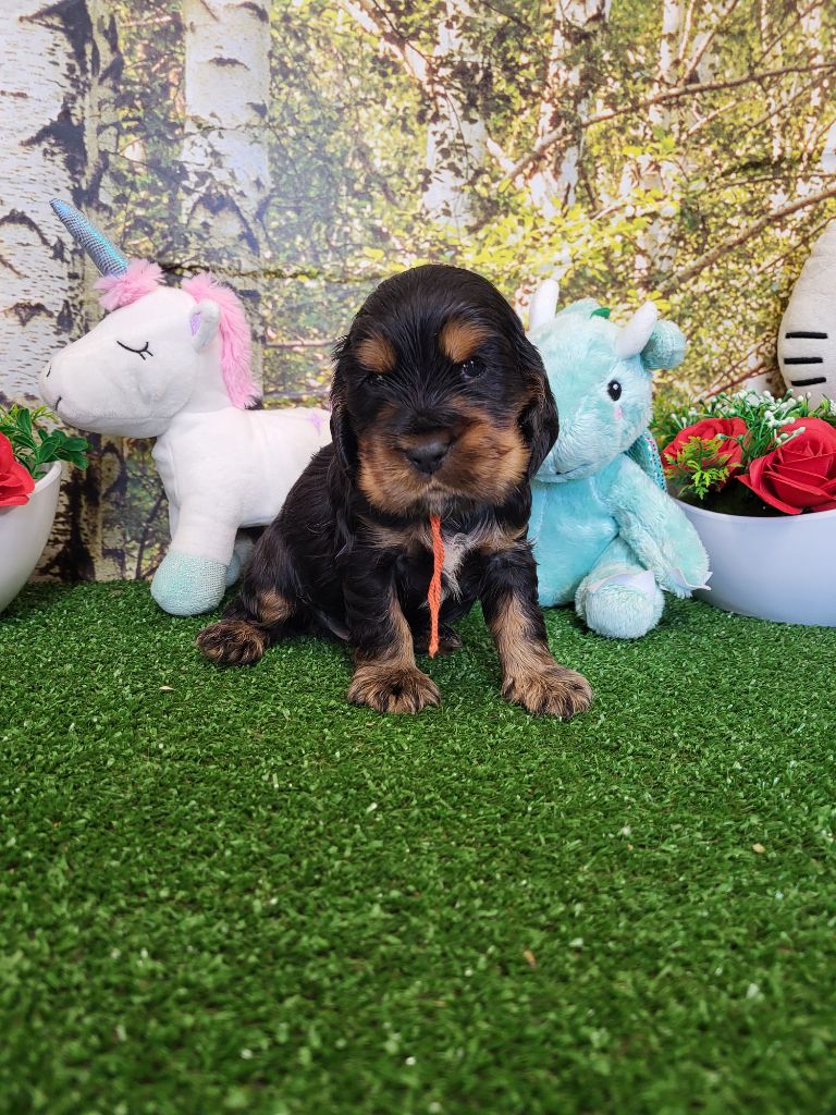 du domaine de Std Gladyce - Chiots disponibles - Cocker Spaniel Anglais