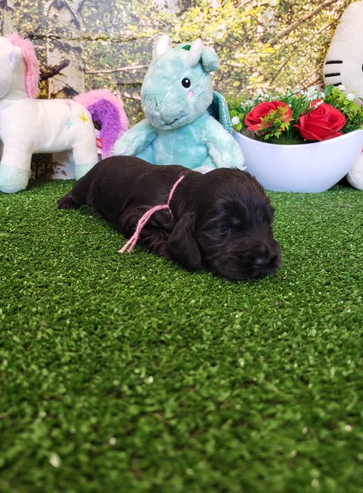 du domaine de Std Gladyce - Chiots disponibles - Cocker Spaniel Anglais