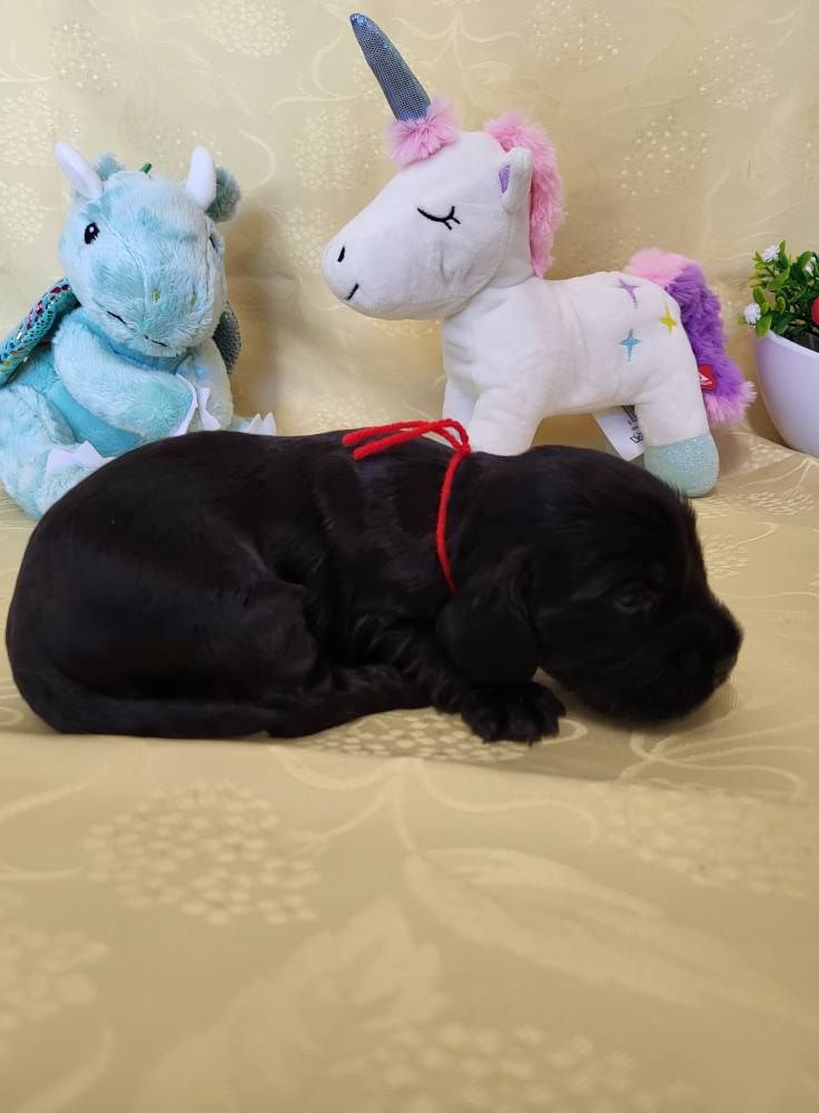 du domaine de Std Gladyce - Chiots disponibles - Cocker Spaniel Anglais