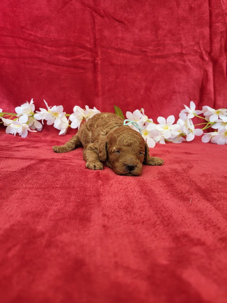 du domaine de Std Gladyce - Chiots disponibles - Caniche