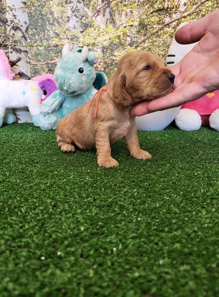 du domaine de Std Gladyce - Chiots disponibles - Cocker Spaniel Anglais