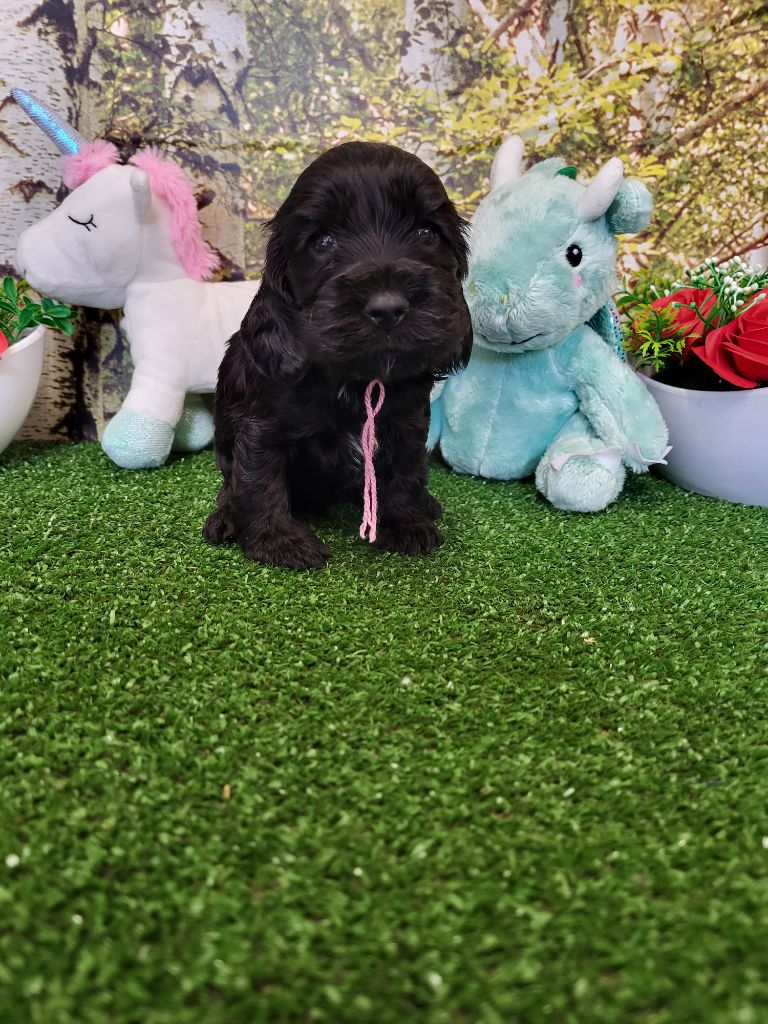 du domaine de Std Gladyce - Chiots disponibles - Cocker Spaniel Anglais