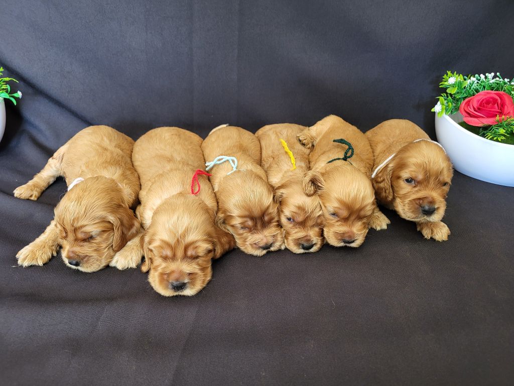 du domaine de Std Gladyce - Chiots disponibles - Cocker Spaniel Anglais