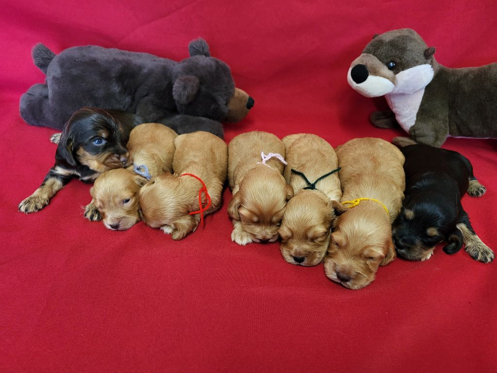 du domaine de Std Gladyce - Chiots disponibles - Cocker Spaniel Anglais