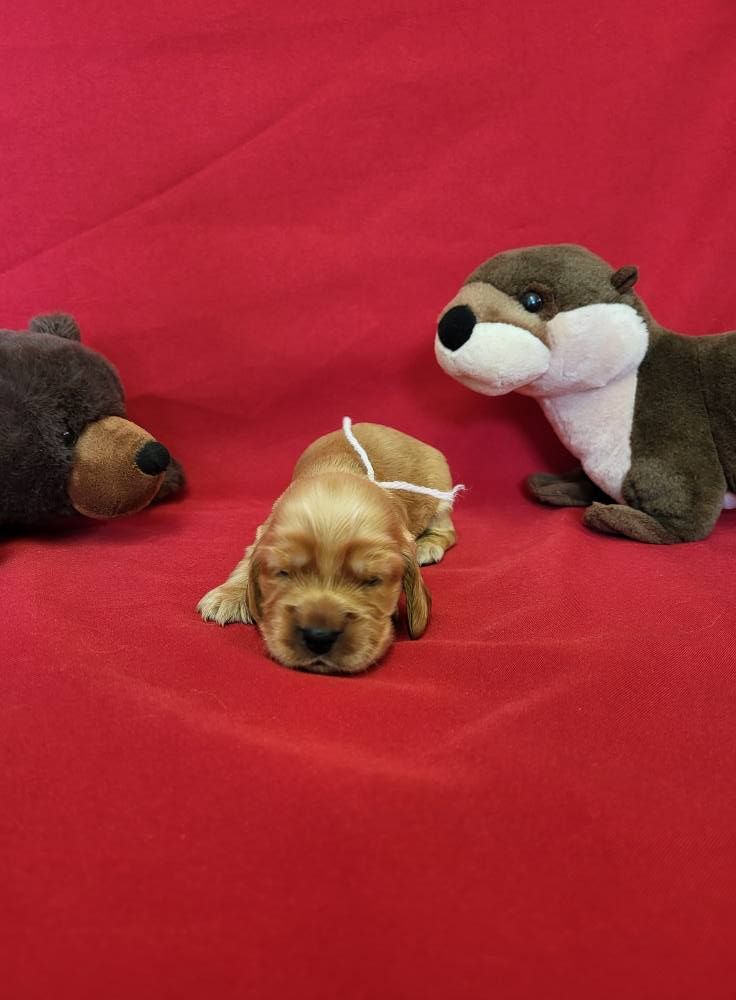 du domaine de Std Gladyce - Chiots disponibles - Cocker Spaniel Anglais