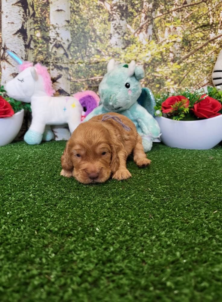 du domaine de Std Gladyce - Chiots disponibles - Cocker Spaniel Anglais