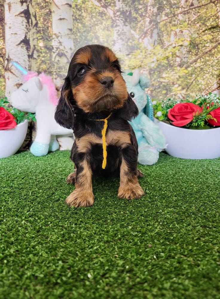 du domaine de Std Gladyce - Chiots disponibles - Cocker Spaniel Anglais