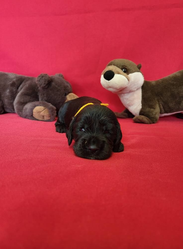 du domaine de Std Gladyce - Chiots disponibles - Cocker Spaniel Anglais