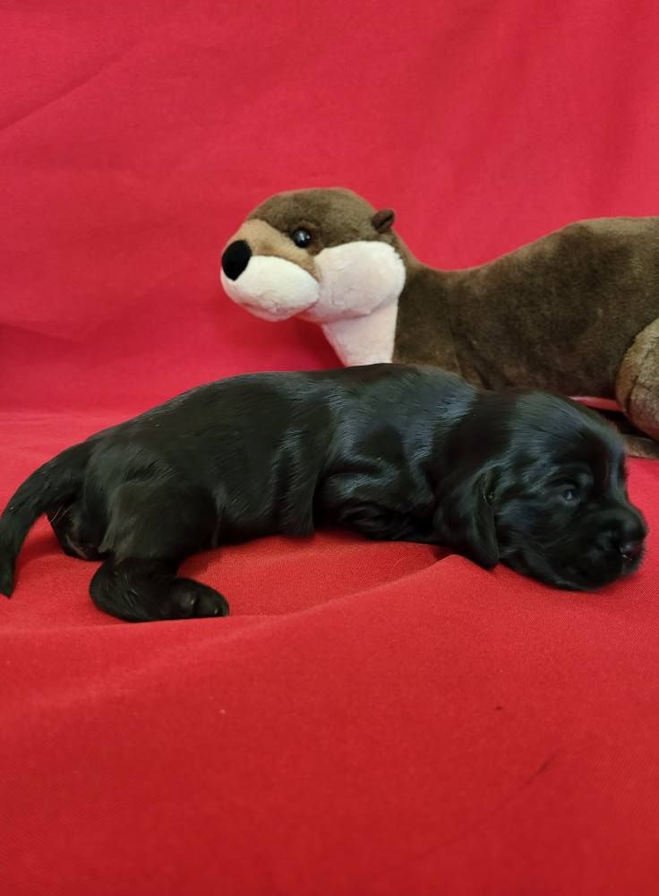 du domaine de Std Gladyce - Chiots disponibles - Cocker Spaniel Anglais