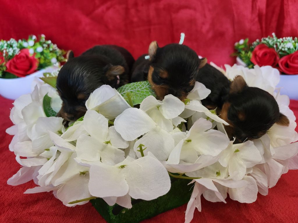 Chiot Yorkshire Terrier du domaine de Std Gladyce