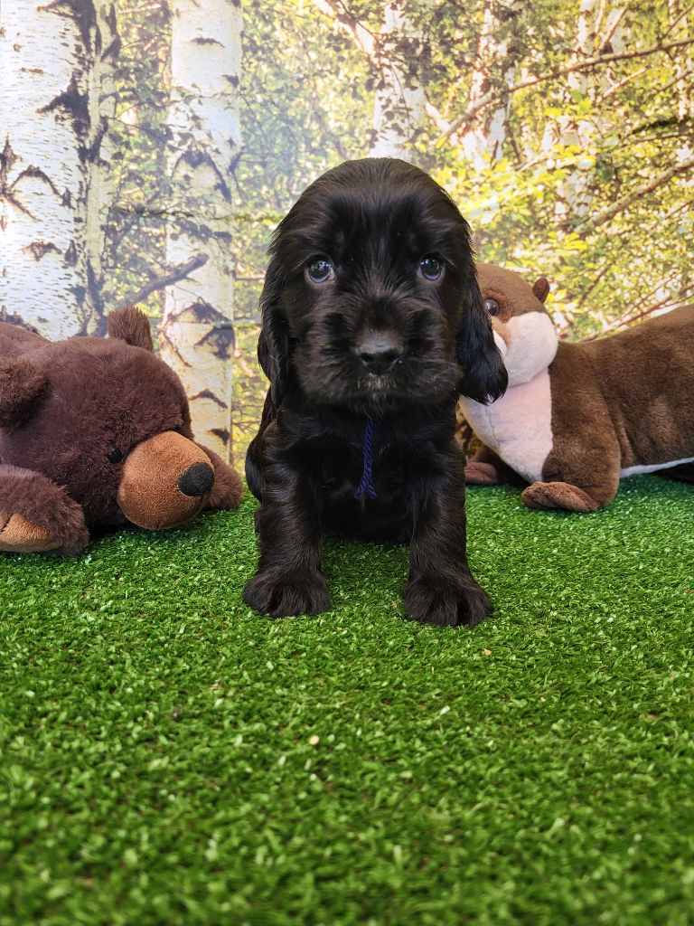 du domaine de Std Gladyce - Chiots disponibles - Cocker Spaniel Anglais