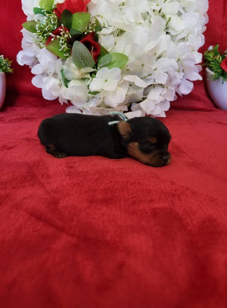 du domaine de Std Gladyce - Chiots disponibles - Yorkshire Terrier