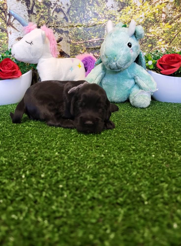 du domaine de Std Gladyce - Chiots disponibles - Cocker Spaniel Anglais