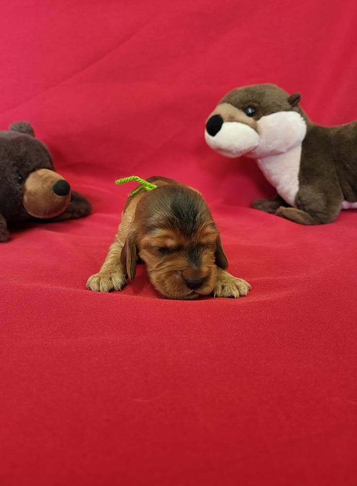 du domaine de Std Gladyce - Chiots disponibles - Cocker Spaniel Anglais