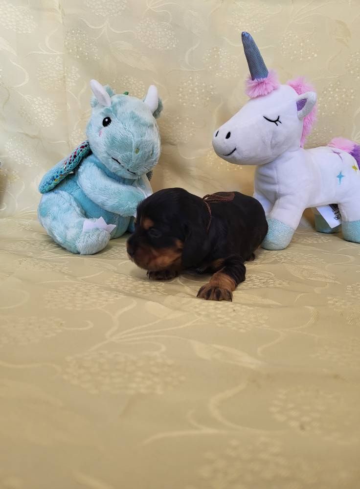 du domaine de Std Gladyce - Chiots disponibles - Cocker Spaniel Anglais