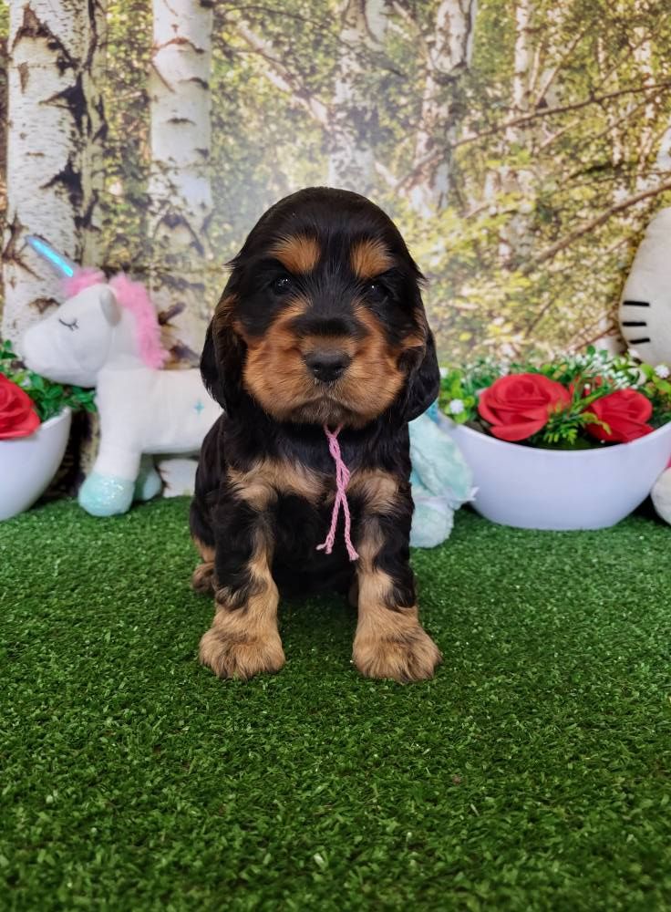 Chiot Cocker Spaniel Anglais du domaine de Std Gladyce