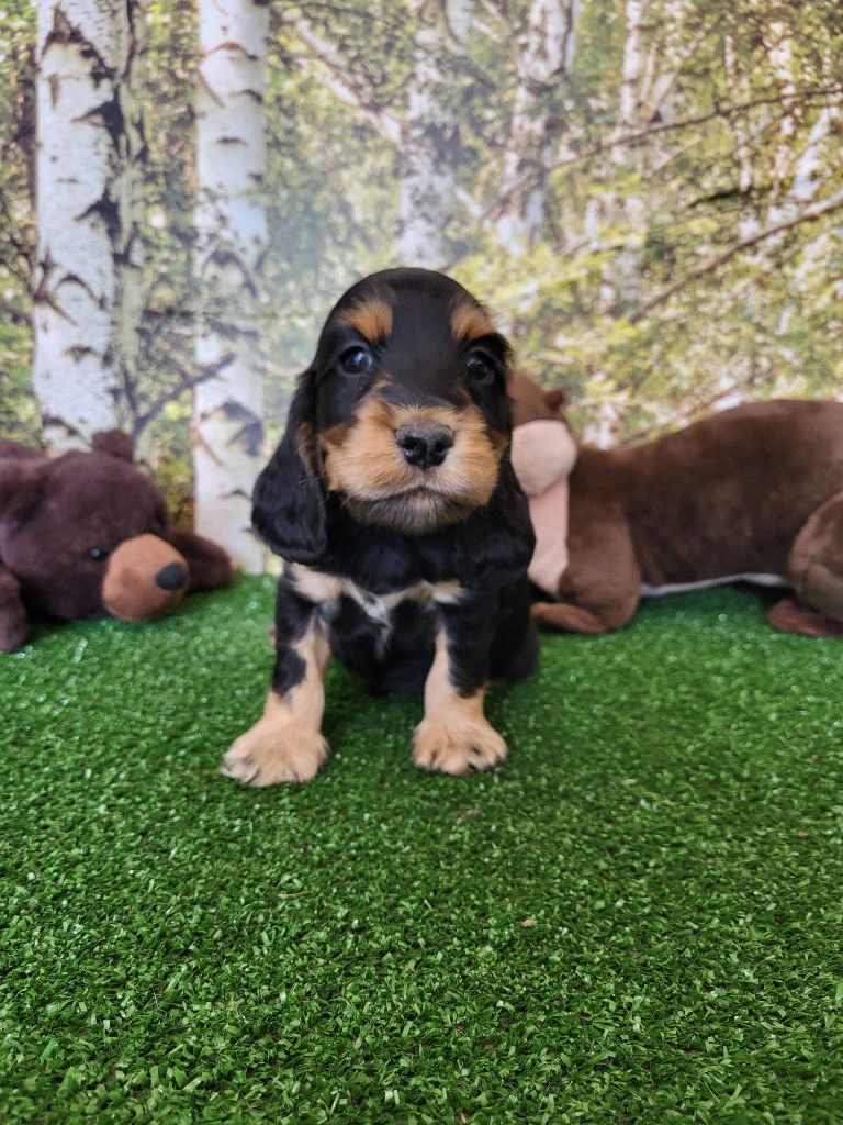 du domaine de Std Gladyce - Chiots disponibles - Cocker Spaniel Anglais