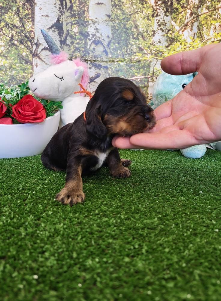 du domaine de Std Gladyce - Chiots disponibles - Cocker Spaniel Anglais