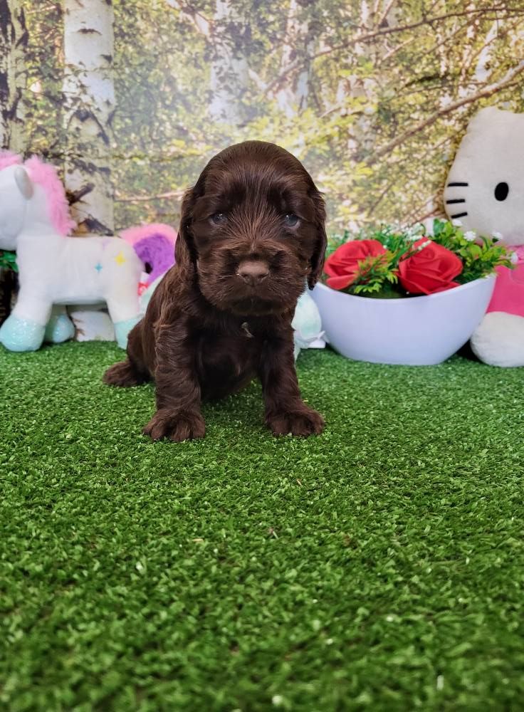 du domaine de Std Gladyce - Chiots disponibles - Cocker Spaniel Anglais