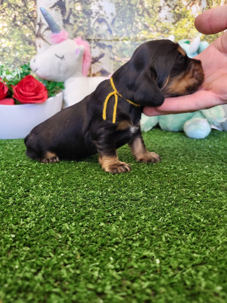 du domaine de Std Gladyce - Chiots disponibles - Cocker Spaniel Anglais