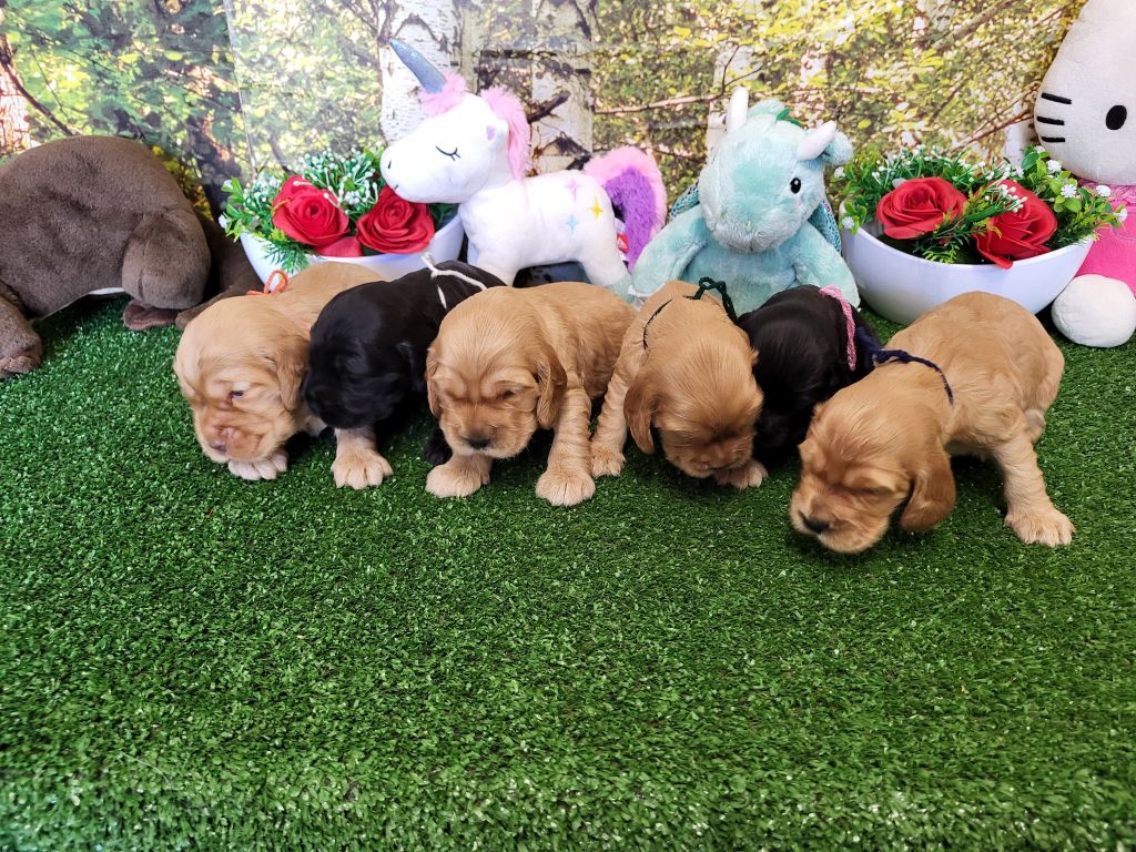 du domaine de Std Gladyce - Cocker Spaniel Anglais - Portée née le 13/09/2025