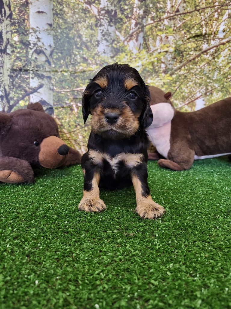 du domaine de Std Gladyce - Chiots disponibles - Cocker Spaniel Anglais