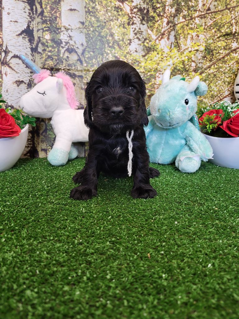 du domaine de Std Gladyce - Chiots disponibles - Cocker Spaniel Anglais