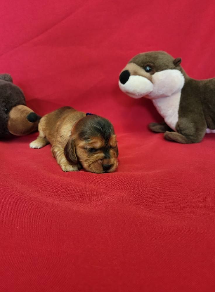 du domaine de Std Gladyce - Chiots disponibles - Cocker Spaniel Anglais