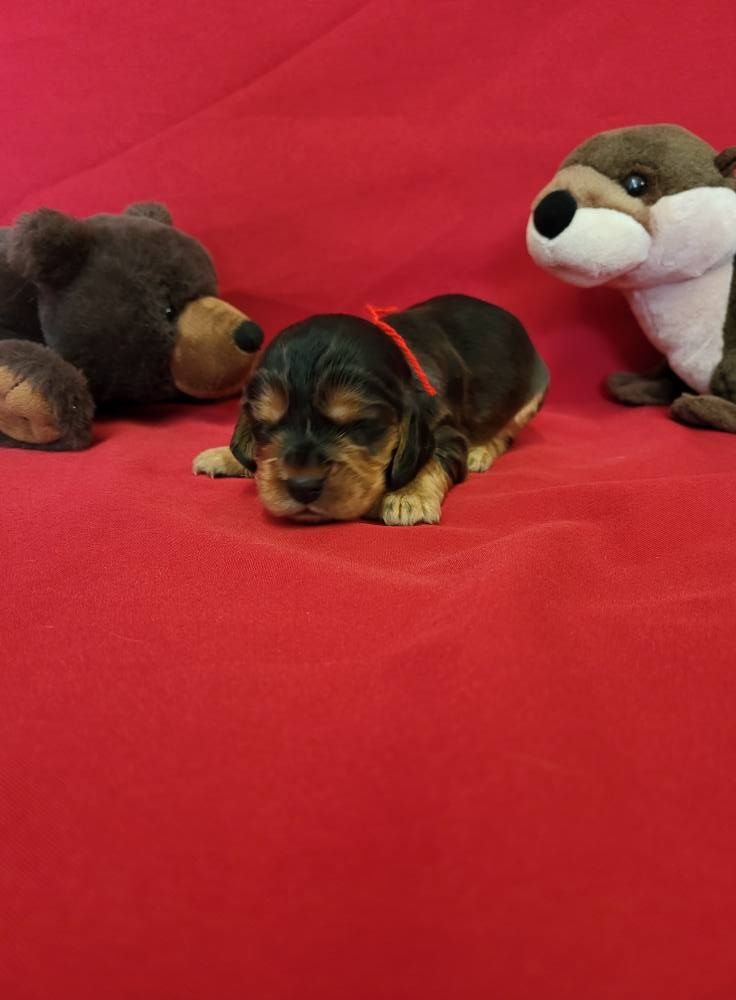 du domaine de Std Gladyce - Chiots disponibles - Cocker Spaniel Anglais