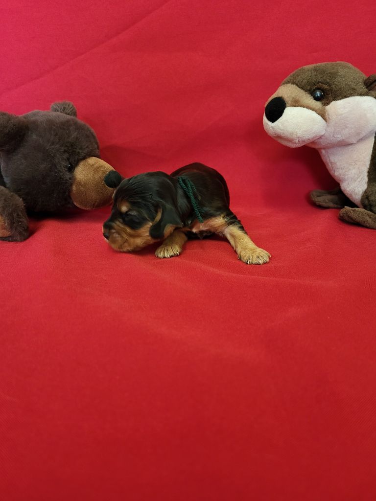 du domaine de Std Gladyce - Chiots disponibles - Cocker Spaniel Anglais
