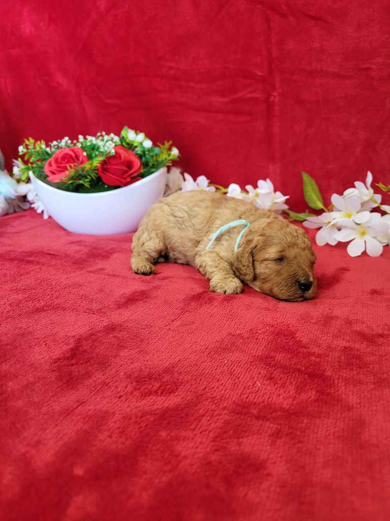 du domaine de Std Gladyce - Chiots disponibles - Caniche
