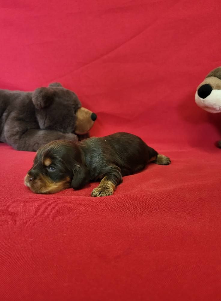du domaine de Std Gladyce - Chiots disponibles - Cocker Spaniel Anglais
