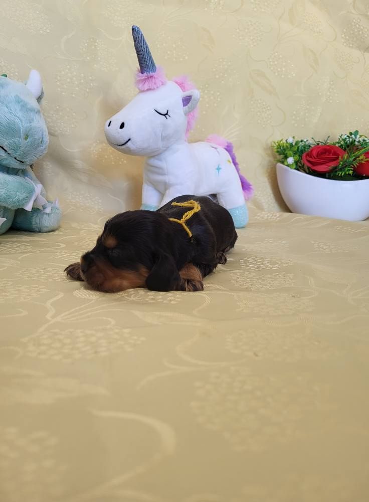 du domaine de Std Gladyce - Chiots disponibles - Cocker Spaniel Anglais