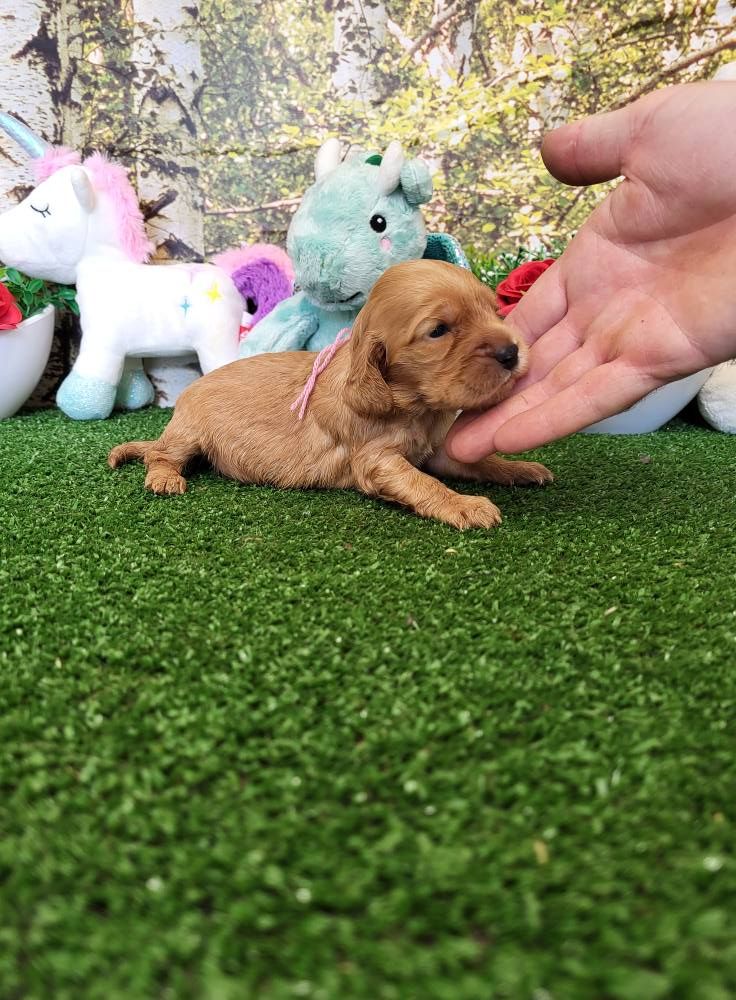 du domaine de Std Gladyce - Chiots disponibles - Cocker Spaniel Anglais