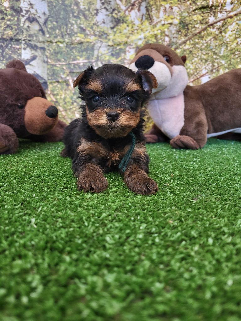 du domaine de Std Gladyce - Chiots disponibles - Yorkshire Terrier