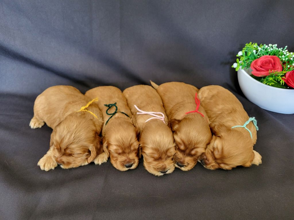 du domaine de Std Gladyce - Chiots disponibles - Cocker Spaniel Anglais