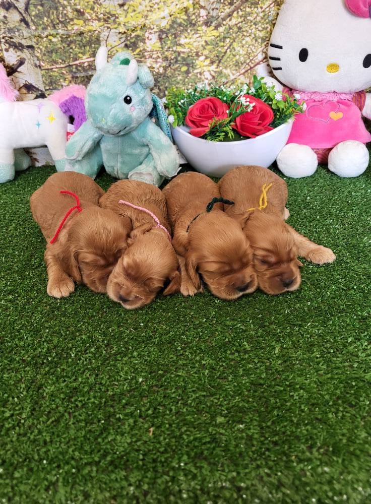 du domaine de Std Gladyce - Chiots disponibles - Cocker Spaniel Anglais