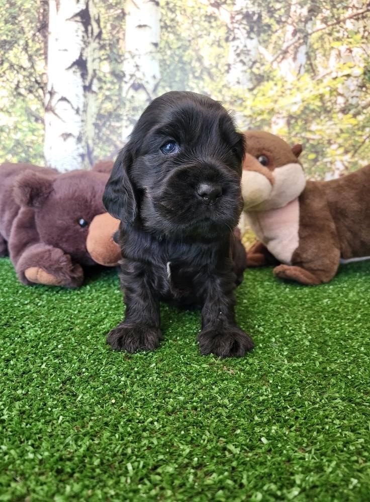 du domaine de Std Gladyce - Chiots disponibles - Cocker Spaniel Anglais
