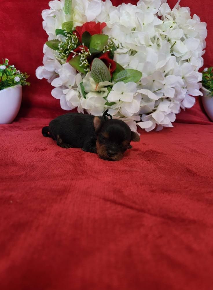 du domaine de Std Gladyce - Chiots disponibles - Yorkshire Terrier
