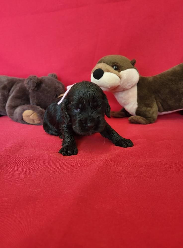 du domaine de Std Gladyce - Chiots disponibles - Cocker Spaniel Anglais