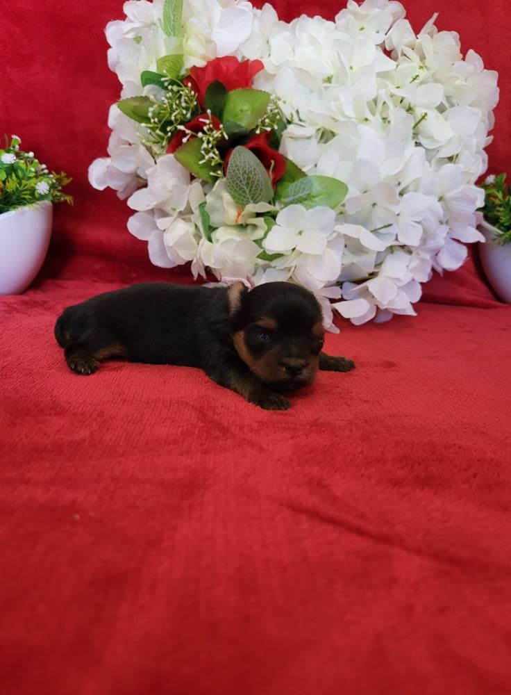 du domaine de Std Gladyce - Chiots disponibles - Yorkshire Terrier