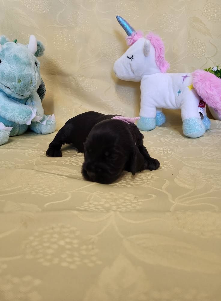du domaine de Std Gladyce - Chiots disponibles - Cocker Spaniel Anglais