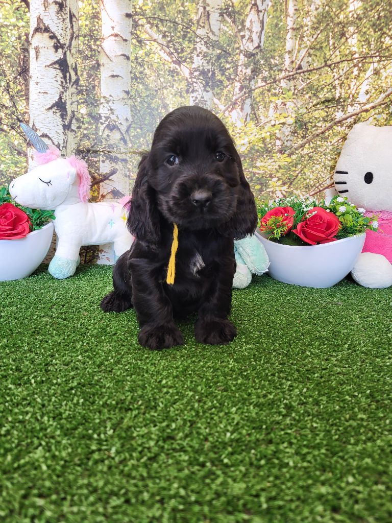 du domaine de Std Gladyce - Chiots disponibles - Cocker Spaniel Anglais