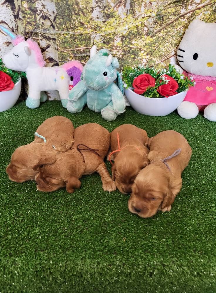 du domaine de Std Gladyce - Chiots disponibles - Cocker Spaniel Anglais