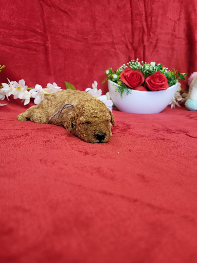 du domaine de Std Gladyce - Chiots disponibles - Caniche