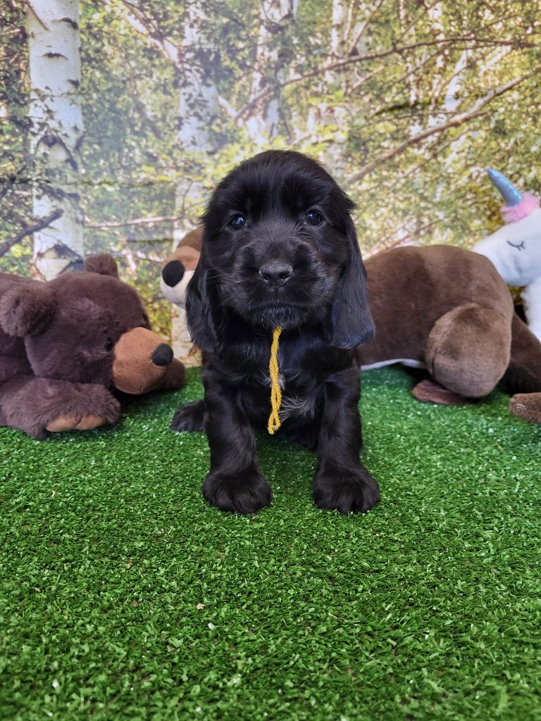 du domaine de Std Gladyce - Chiots disponibles - Cocker Spaniel Anglais