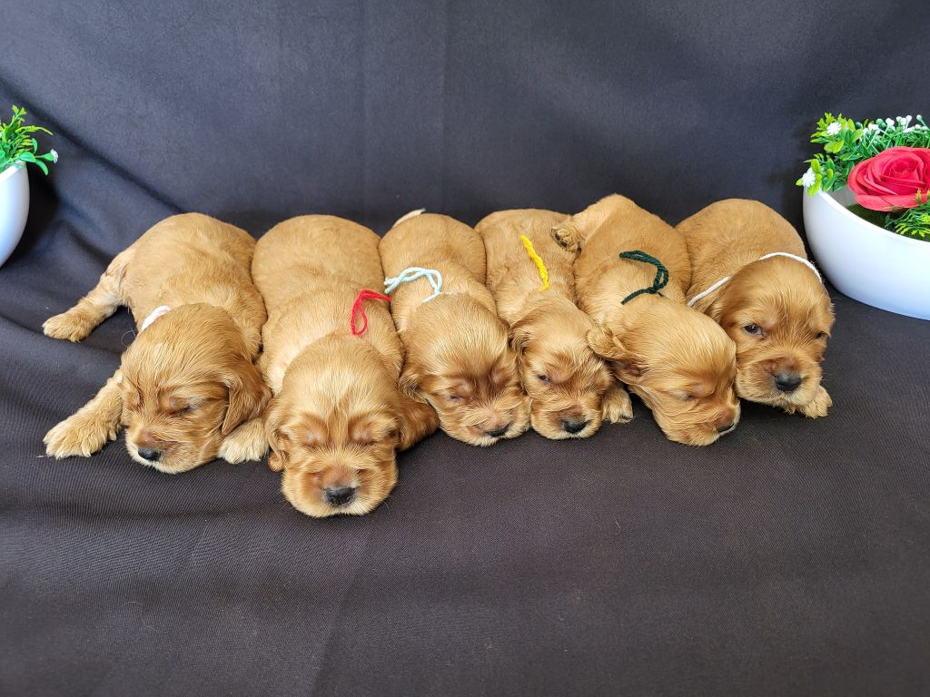 du domaine de Std Gladyce - Chiots disponibles - Cocker Spaniel Anglais