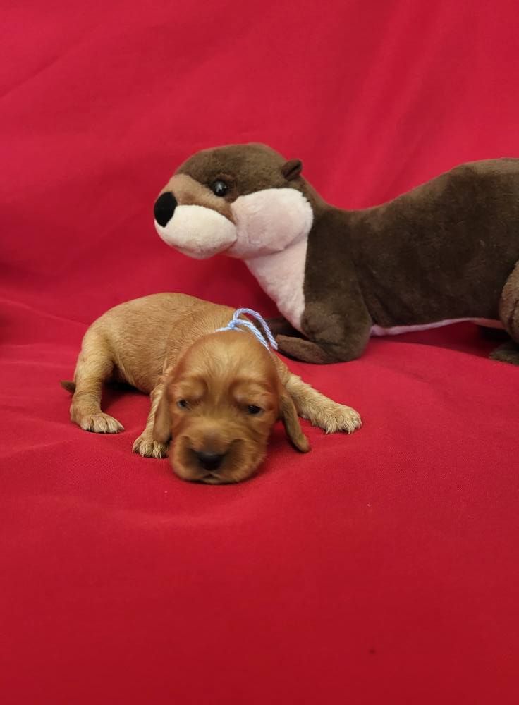 du domaine de Std Gladyce - Chiots disponibles - Cocker Spaniel Anglais